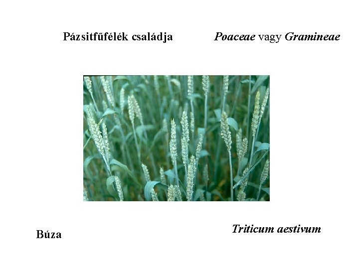 Pázsitfűfélék családja Búza Poaceae vagy Gramineae Triticum aestivum 