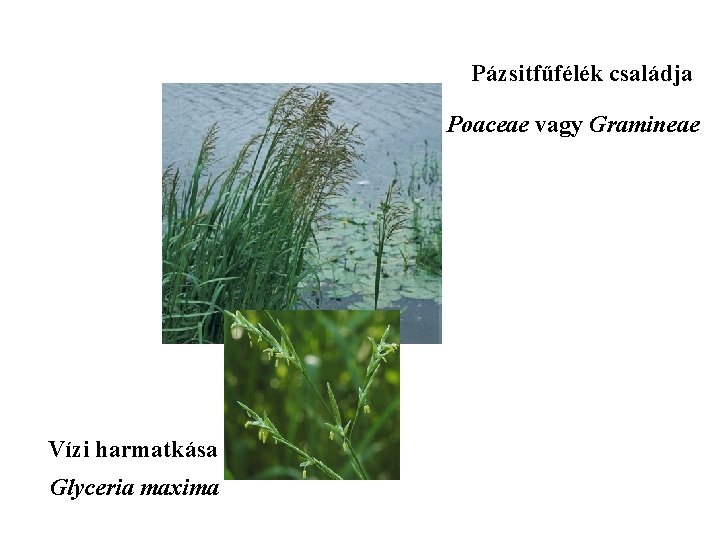 Pázsitfűfélék családja Poaceae vagy Gramineae Vízi harmatkása Glyceria maxima 