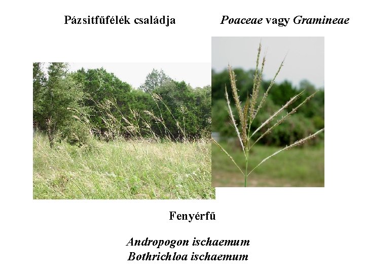 Pázsitfűfélék családja Poaceae vagy Gramineae Fenyérfű Andropogon ischaemum Bothrichloa ischaemum 