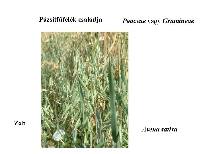 Pázsitfűfélék családja Zab Poaceae vagy Gramineae Avena sativa 