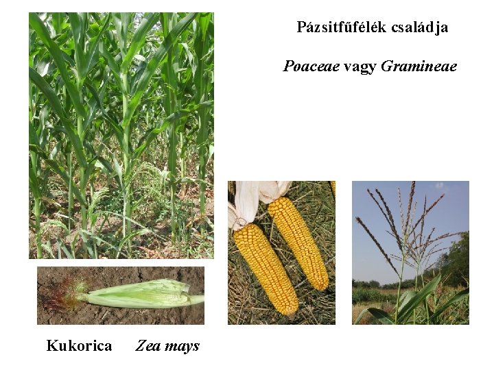 Pázsitfűfélék családja Poaceae vagy Gramineae Kukorica Zea mays 