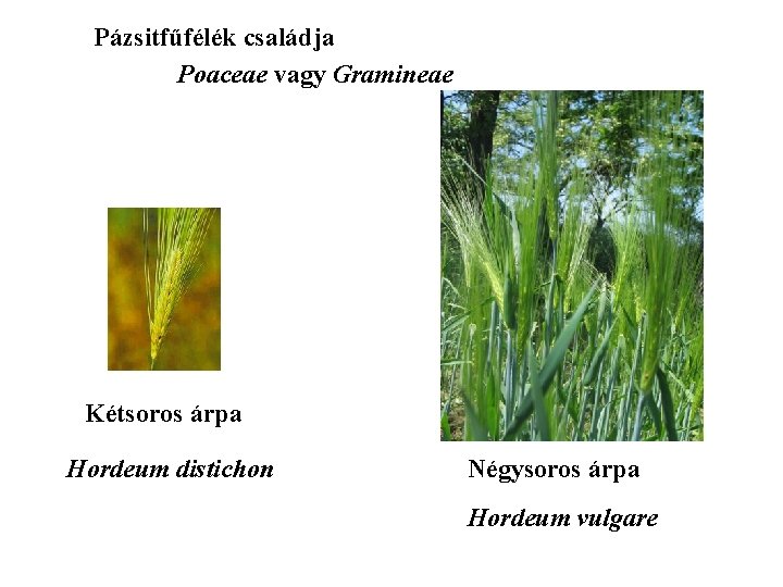 Pázsitfűfélék családja Poaceae vagy Gramineae Kétsoros árpa Hordeum distichon Négysoros árpa Hordeum vulgare 