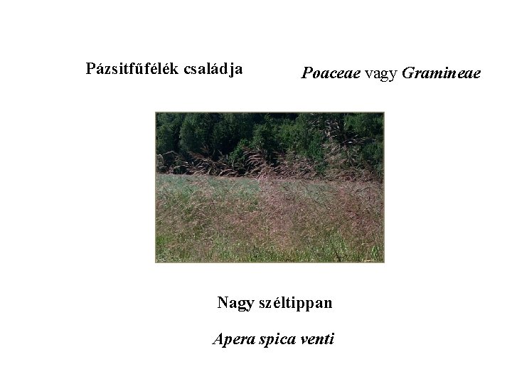 Pázsitfűfélék családja Poaceae vagy Gramineae Nagy széltippan Apera spica venti 