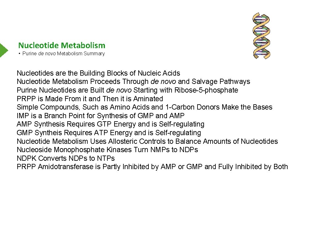 Nucleotide Metabolism • Purine de novo Metabolism Summary Nucleotides are the Building Blocks of
