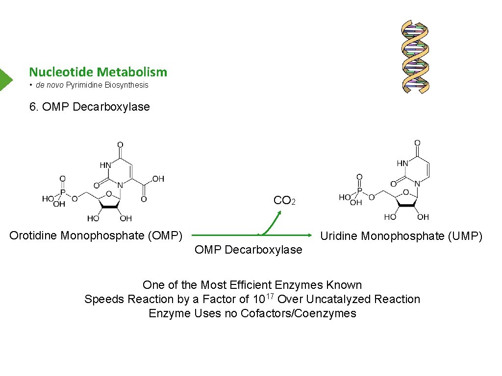 Nucleotide Metabolism • de novo Pyrimidine Biosynthesis 6. OMP Decarboxylase CO 2 Orotidine Monophosphate