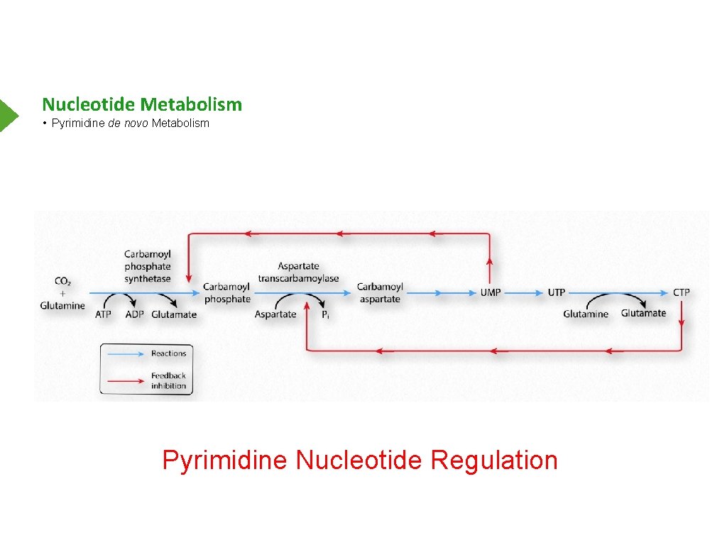 Nucleotide Metabolism • Pyrimidine de novo Metabolism Pyrimidine Nucleotide Regulation 