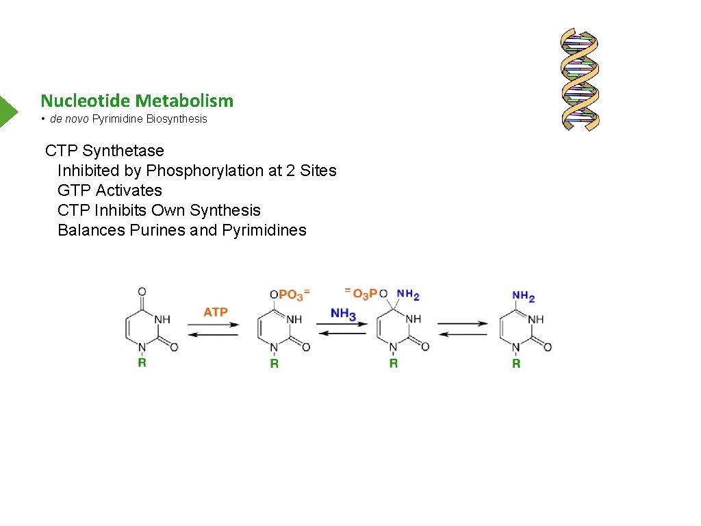 Nucleotide Metabolism • de novo Pyrimidine Biosynthesis CTP Synthetase Inhibited by Phosphorylation at 2