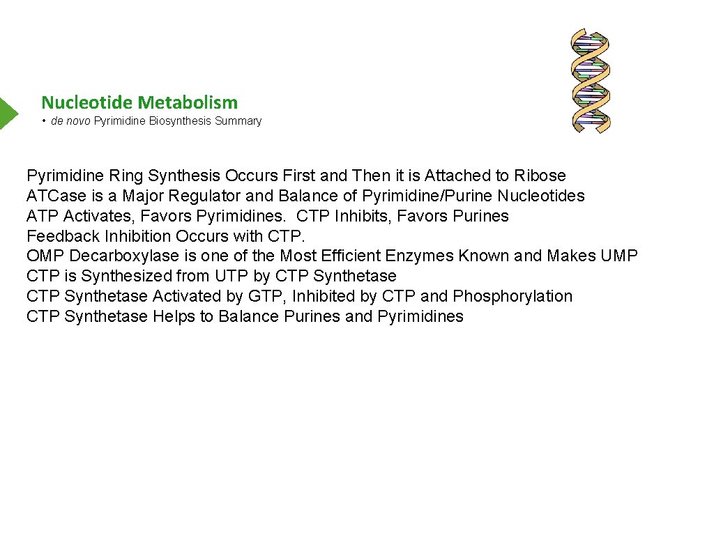 Nucleotide Metabolism • de novo Pyrimidine Biosynthesis Summary Pyrimidine Ring Synthesis Occurs First and