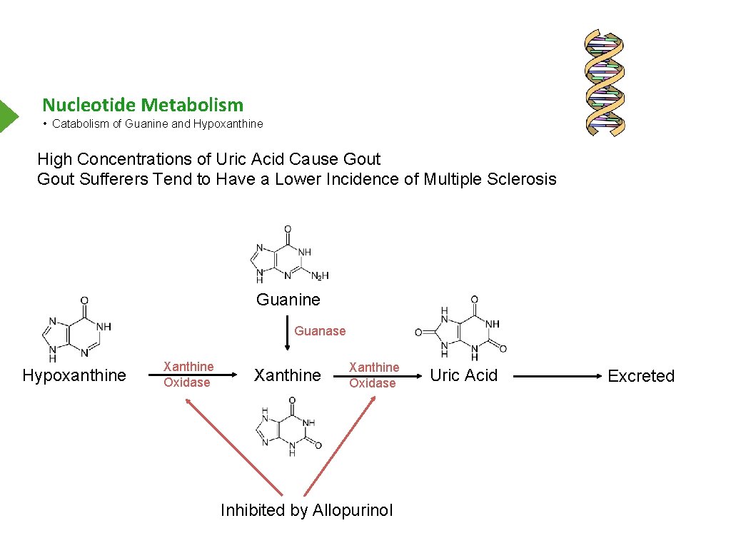 Nucleotide Metabolism • Catabolism of Guanine and Hypoxanthine High Concentrations of Uric Acid Cause