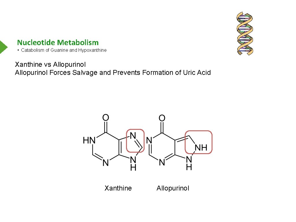 Nucleotide Metabolism • Catabolism of Guanine and Hypoxanthine Xanthine vs Allopurinol Forces Salvage and