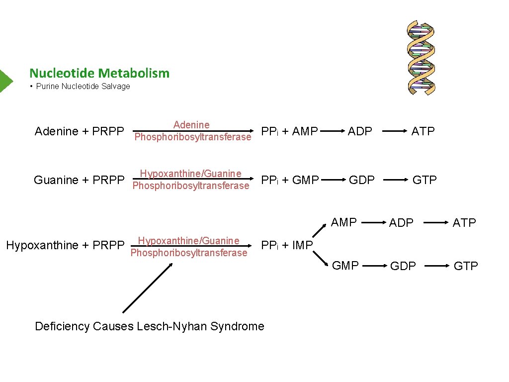 Nucleotide Metabolism • Purine Nucleotide Salvage Adenine ADP ATP Hypoxanthine/Guanine GDP GTP Adenine +