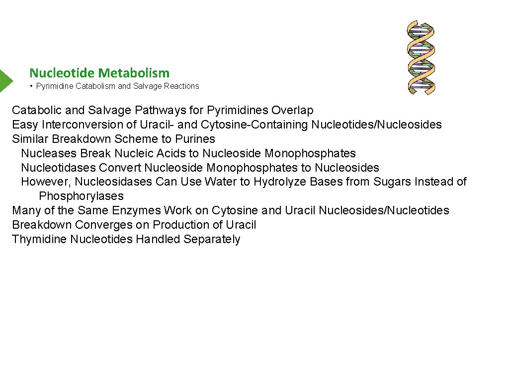 Nucleotide Metabolism • Pyrimidine Catabolism and Salvage Reactions Catabolic and Salvage Pathways for Pyrimidines