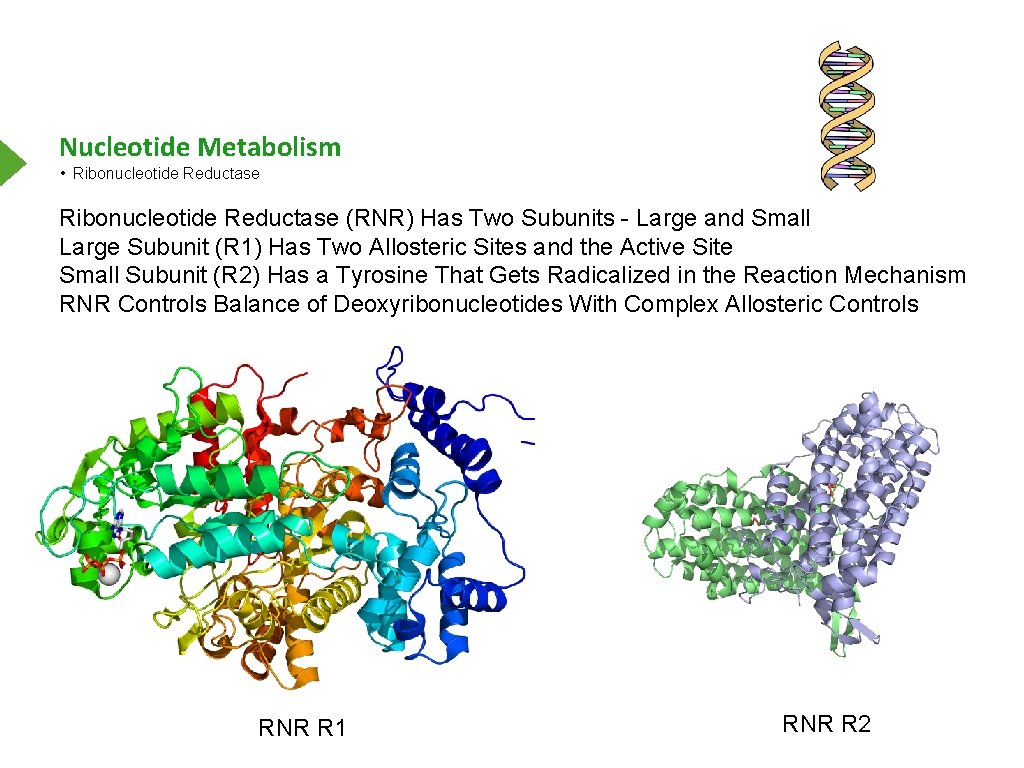 Nucleotide Metabolism • Ribonucleotide Reductase (RNR) Has Two Subunits - Large and Small Large