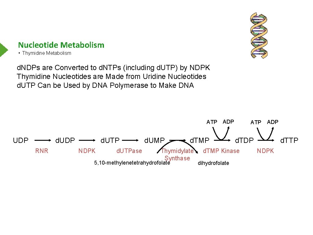 Nucleotide Metabolism • Thymidine Metabolism d. NDPs are Converted to d. NTPs (including d.
