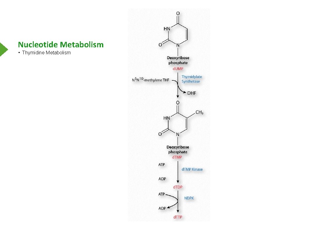 Nucleotide Metabolism • Thymidine Metabolism 