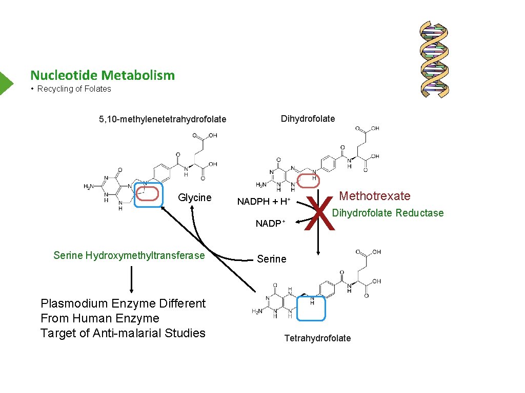 Nucleotide Metabolism • Recycling of Folates 5, 10 -methylenetetrahydrofolate Glycine Dihydrofolate NADPH + H+