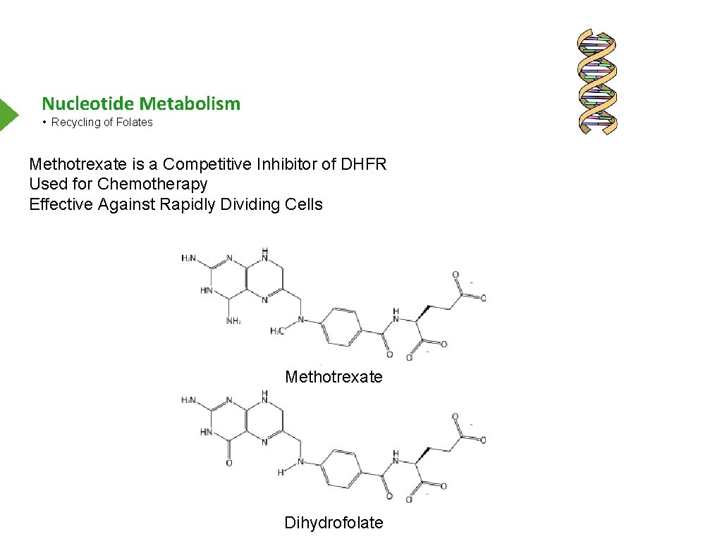 Nucleotide Metabolism • Recycling of Folates Methotrexate is a Competitive Inhibitor of DHFR Used