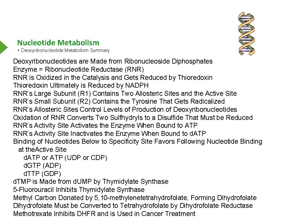 Nucleotide Metabolism • Deoxyribonucleotide Metabolism Summary Deoxyribonucleotides are Made from Ribonucleoside Diphosphates Enzyme =