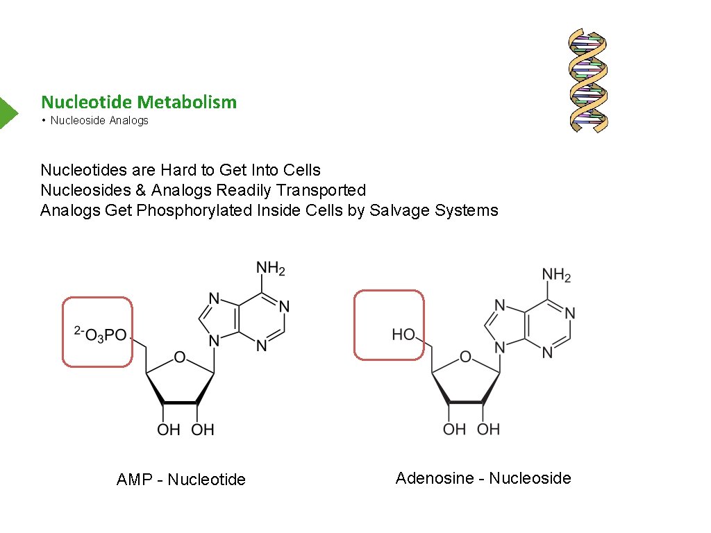 Nucleotide Metabolism • Nucleoside Analogs Nucleotides are Hard to Get Into Cells Nucleosides &
