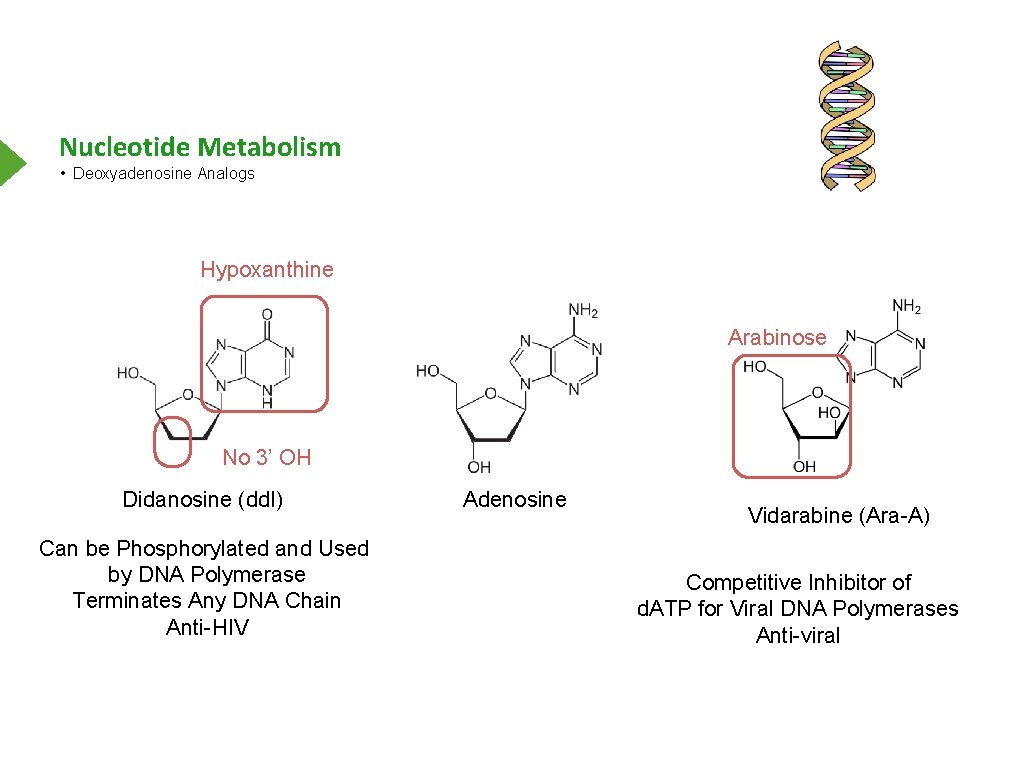 Nucleotide Metabolism • Deoxyadenosine Analogs Hypoxanthine Arabinose No 3’ OH Didanosine (dd. I) Can