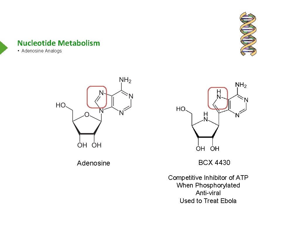 Nucleotide Metabolism • Adenosine Analogs Adenosine BCX 4430 Competitive Inhibitor of ATP When Phosphorylated