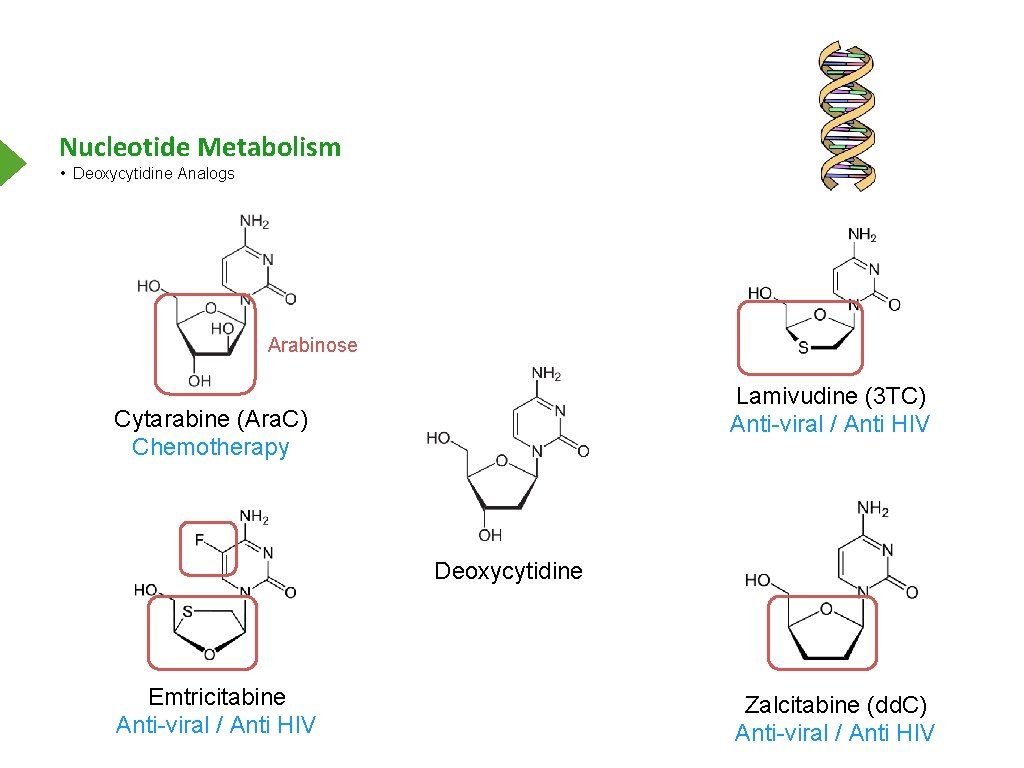 Nucleotide Metabolism • Deoxycytidine Analogs Arabinose Lamivudine (3 TC) Anti-viral / Anti HIV Cytarabine