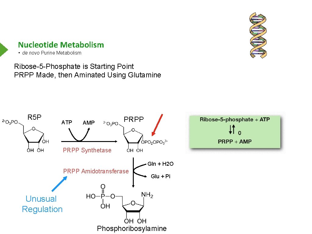 Nucleotide Metabolism • de novo Purine Metabolism Ribose-5 -Phosphate is Starting Point PRPP Made,