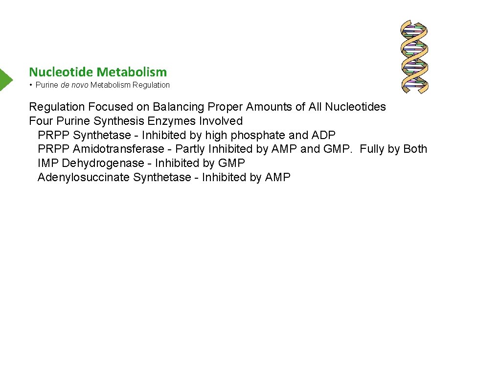 Nucleotide Metabolism • Purine de novo Metabolism Regulation Focused on Balancing Proper Amounts of