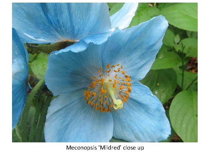 Meconopsis ‘Mildred’ close up 