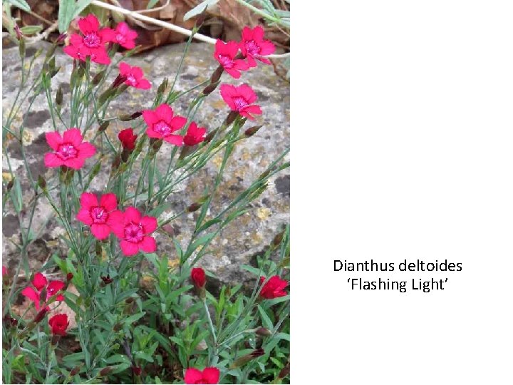 Dianthus deltoides ‘Flashing Light’ 