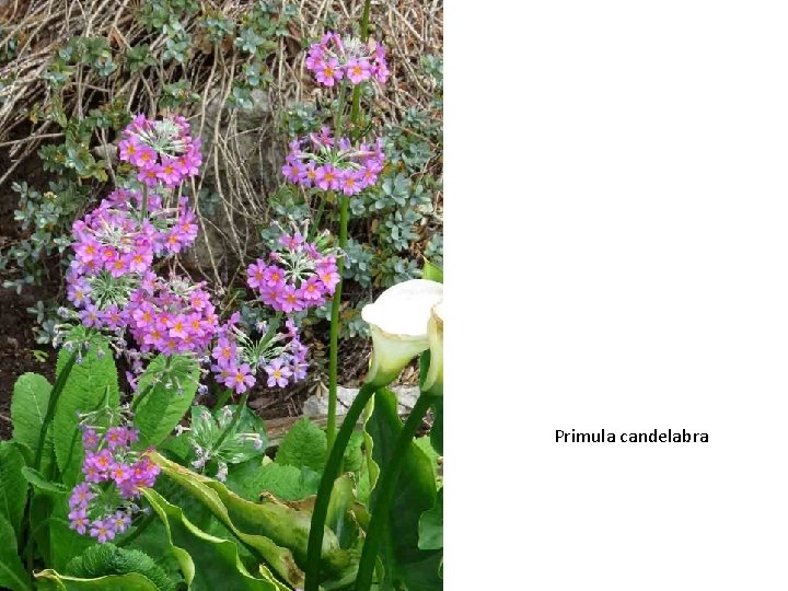 Primula candelabra 