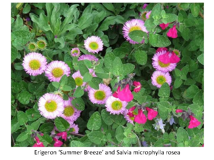 Erigeron ‘Summer Breeze’ and Salvia microphylla rosea 