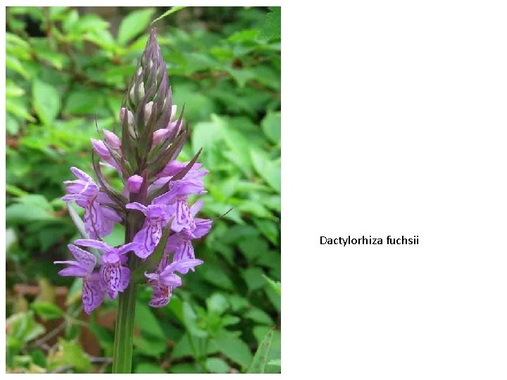 Dactylorhiza fuchsii 