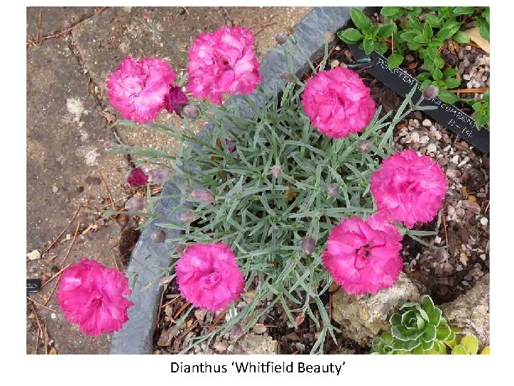 Dianthus ‘Whitfield Beauty’ 