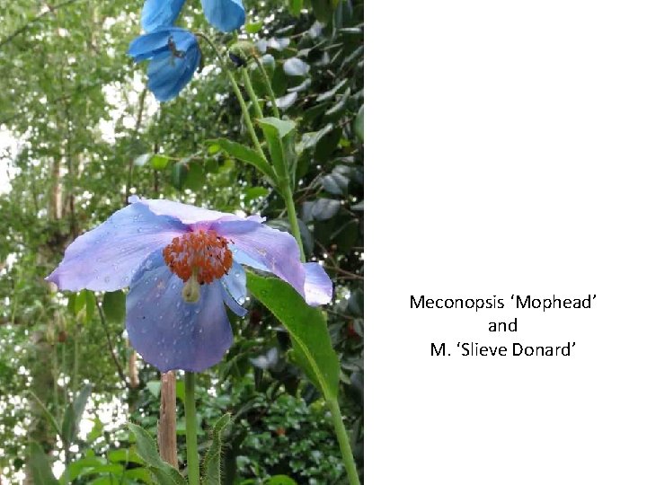 Meconopsis ‘Mophead’ and M. ‘Slieve Donard’ 