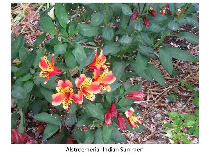 Alstroemeria ‘Indian Summer’ 