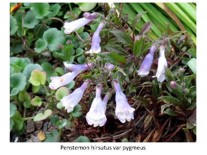 Penstemon hirsutus var pygmeus 