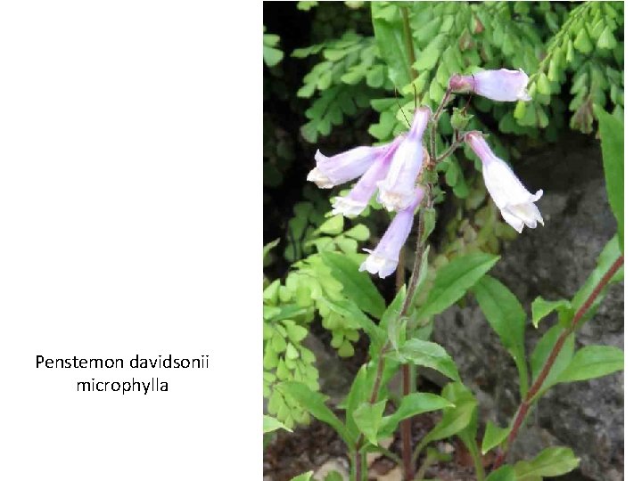 Penstemon davidsonii microphylla 