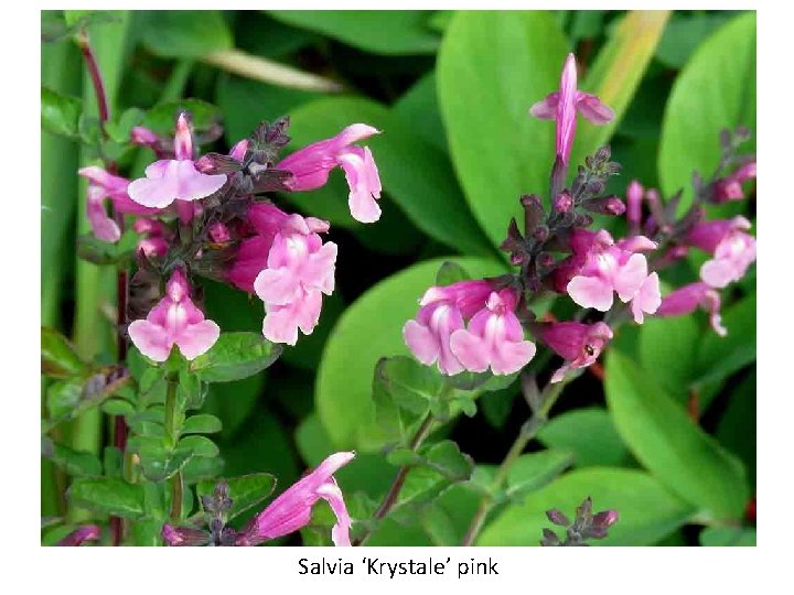 Salvia ‘Krystale’ pink 