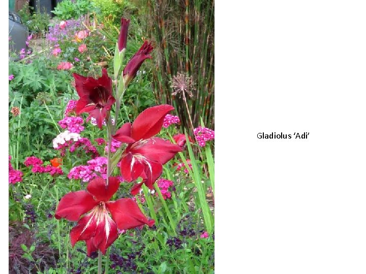 Gladiolus ‘Adi’ 