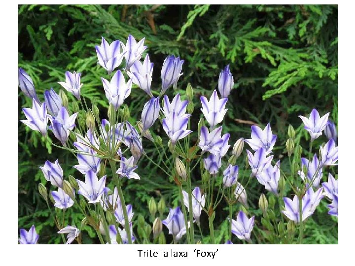 Tritelia laxa ‘Foxy’ 