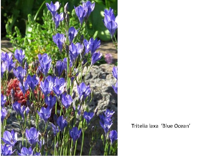 Tritelia laxa ‘Blue Ocean’ 