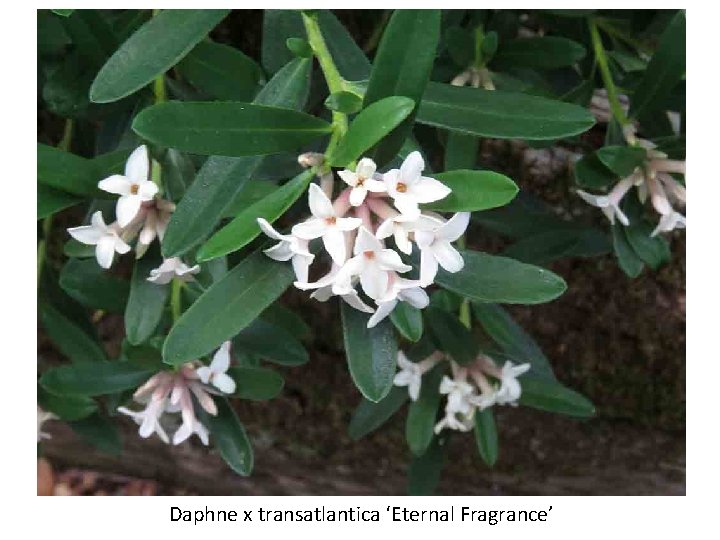 Daphne x transatlantica ‘Eternal Fragrance’ 