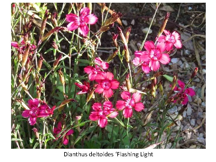 Dianthus deltoides ‘Flashing Light 