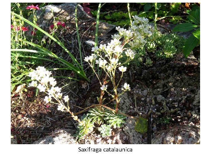 Saxifraga catalaunica 