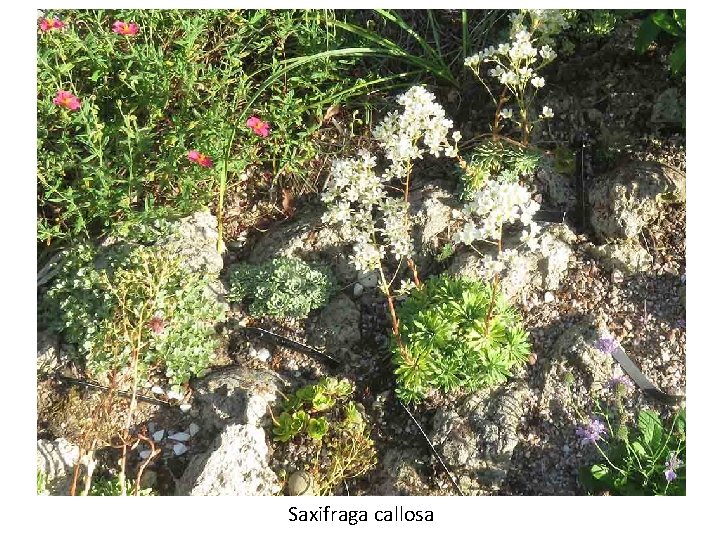 Saxifraga callosa 