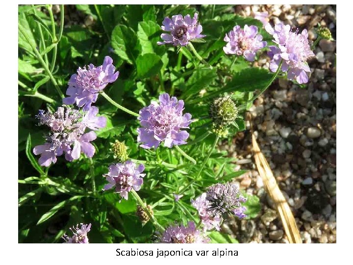 Scabiosa japonica var alpina 