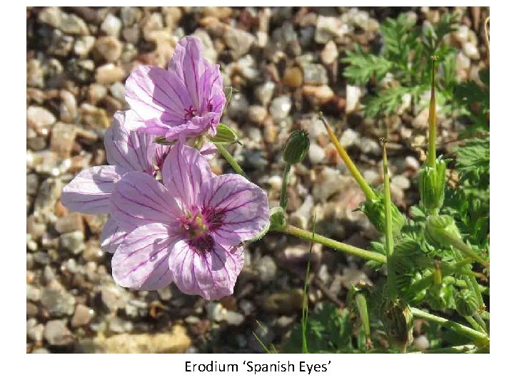 Erodium ‘Spanish Eyes’ 