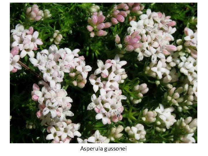 Asperula gussonei 