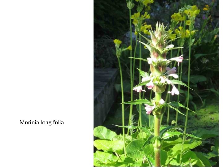 Morinia longifolia 